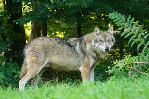 站在绿草地上的棕狼 · 免费素材图片