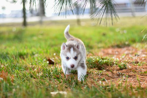 白色和灰色的小狗，在草地上 · 免费素材图片
