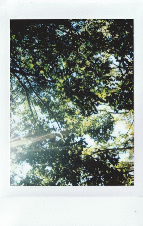 白天的树木照片 · 免费素材图片