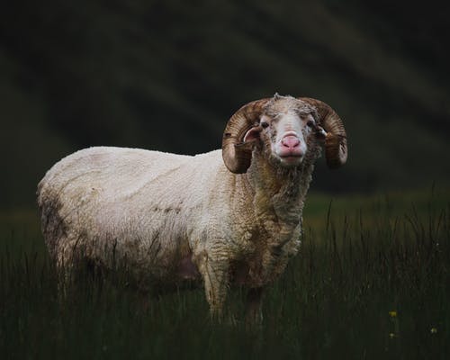 白羊和棕羊 · 免费素材图片