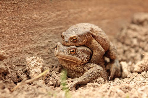 两只棕色的青蛙 · 免费素材图片