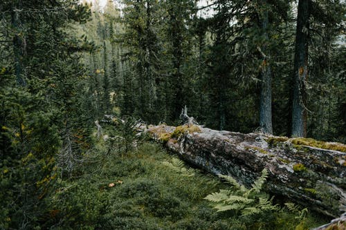 与老树皮的树在绿色草本在森林里 · 免费素材图片