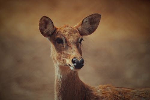 一只棕色的鹿的特写摄影 · 免费素材图片