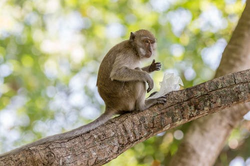棕色的猴子，在树枝上 · 免费素材图片