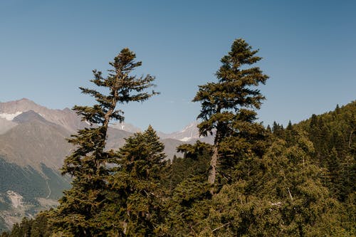 在山区地形的斜坡上高高的绿树林 · 免费素材图片