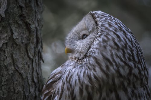 乌拉尔猫头鹰的特写照片 · 免费素材图片