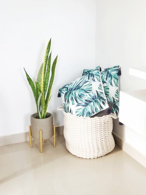 盆栽植物旁边的枕头洗衣篮 · 免费素材图片