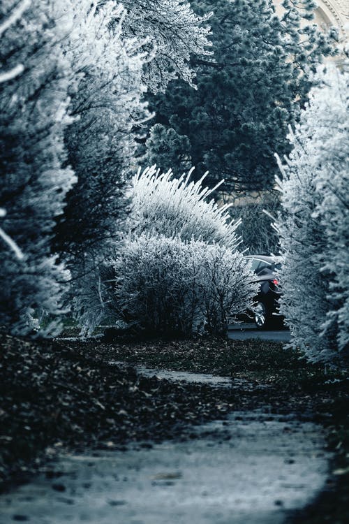 树木覆盖着雪 · 免费素材图片