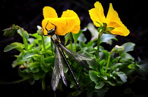黄色的花朵上的蜻蜓 · 免费素材图片