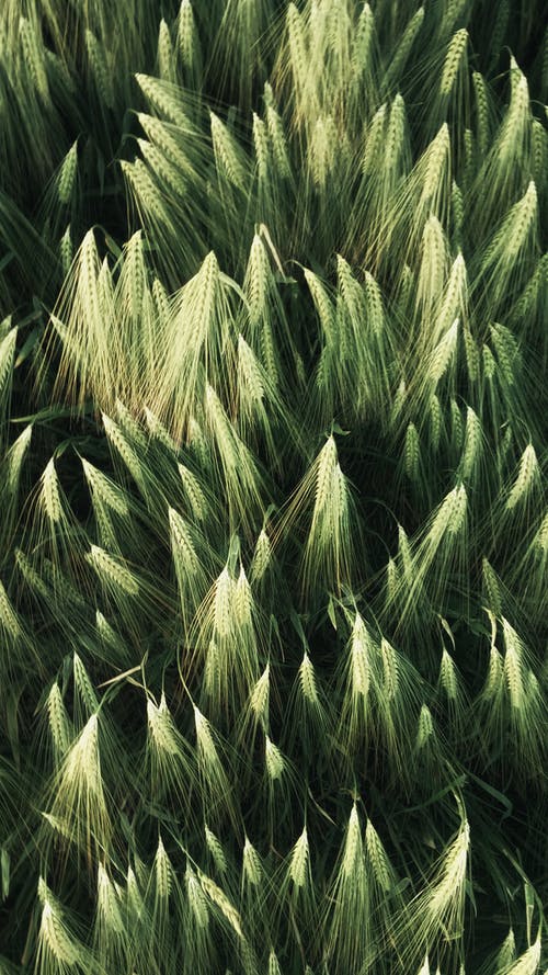 绿色小麦峰值在农村的夏田 · 免费素材图片