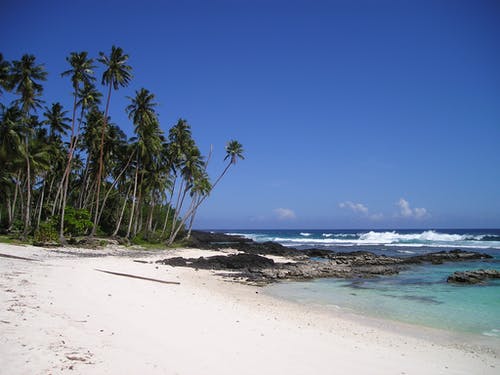 湛蓝的天空下海滩附近的绿色棕榈树 · 免费素材图片