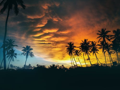 黄金时段在乌云下的椰子树的剪影 · 免费素材图片