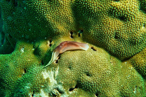 珊瑚上的棕色sl · 免费素材图片