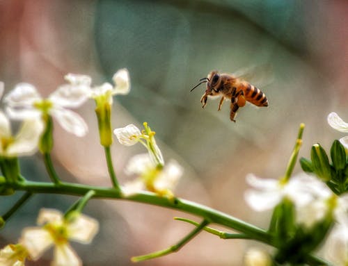 黄蜂飞翔的特写照片 · 免费素材图片