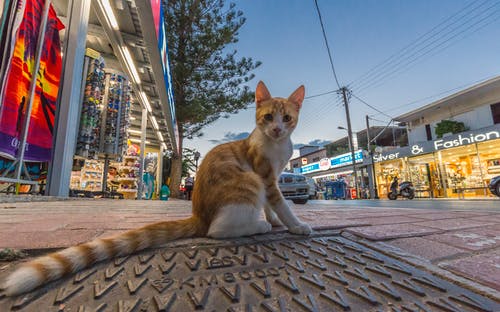 斑纹猫在人行道上的照片 · 免费素材图片