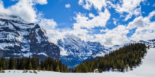 有关冬季, 冷, 冷杉的免费素材图片