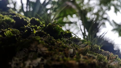 绿草关闭了照片 · 免费素材图片