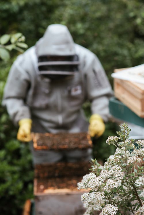 养蜂场新鲜娇嫩的花朵 · 免费素材图片