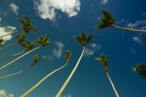 白天在灰色和蓝色多云的天空下的椰子树 · 免费素材图片
