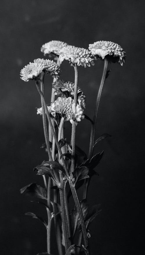 白簇花照片 · 免费素材图片