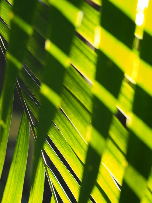 绿色的棕榈树叶 · 免费素材图片