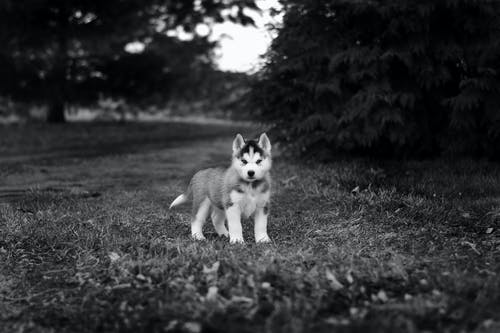 西伯利亚雪橇犬幼犬在草地上的灰度照片 · 免费素材图片