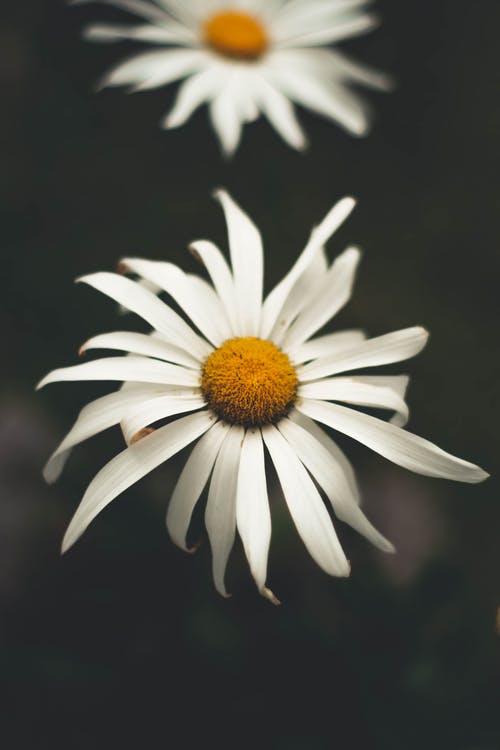 盛开的白菊花关闭了照片 · 免费素材图片