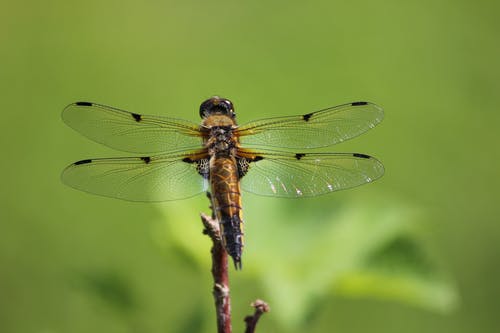 棕色和黑色蜻蜓 · 免费素材图片