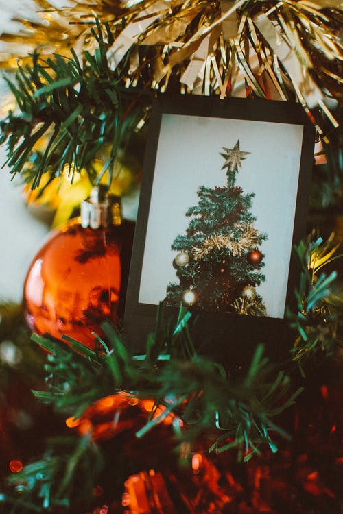 圣诞树在图片上的特写照片 · 免费素材图片