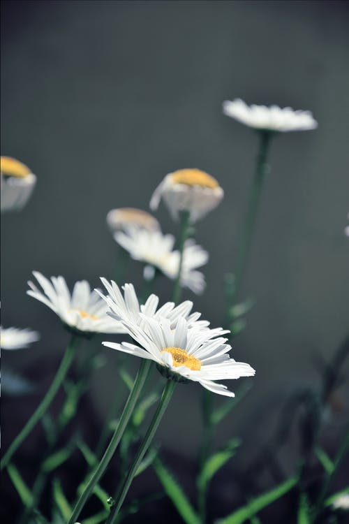 白色雏菊花的特写摄影 · 免费素材图片
