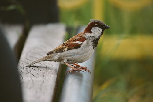 麻雀栖息在长凳上 · 免费素材图片