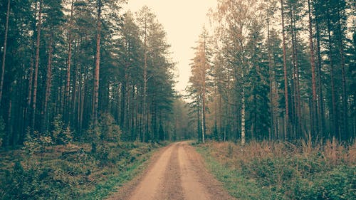 白天绿叶树木之间的棕色土路 · 免费素材图片