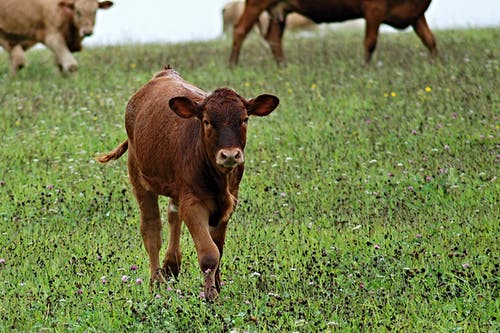 白天在绿叶草中的棕色牛 · 免费素材图片