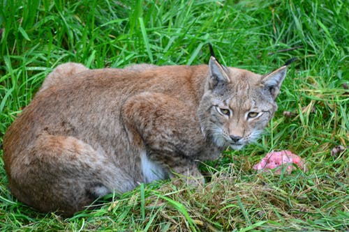在绿色草地上的棕色山猫 · 免费素材图片