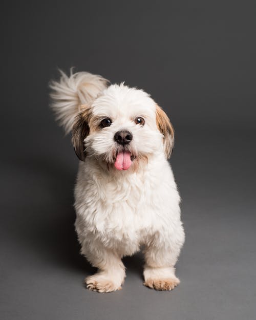 成人白色和棕色的西施犬 · 免费素材图片