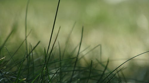 绿草的浅焦点摄影 · 免费素材图片