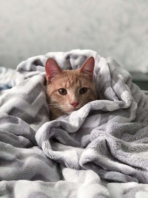 灰色的毯子上的橙色虎斑猫 · 免费素材图片