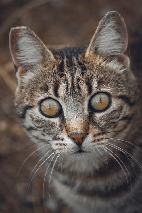 有关冷静, 利益, 动物学的免费素材图片