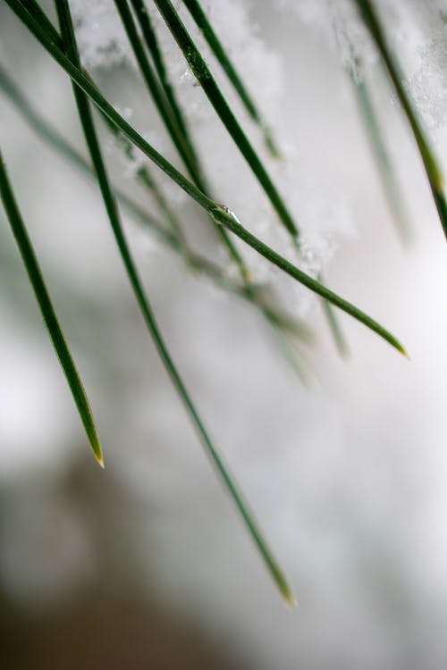 绿草上的水滴 · 免费素材图片
