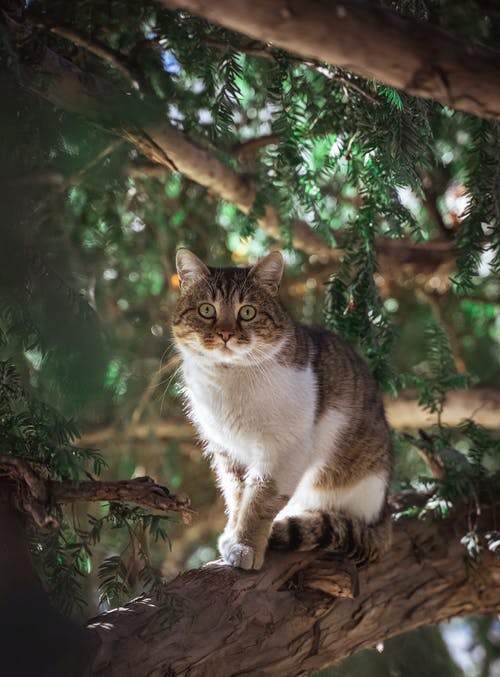 棕色和白色的虎斑猫在树枝上 · 免费素材图片