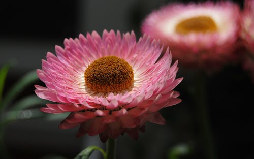 粉色和白色多层花瓣花 · 免费素材图片