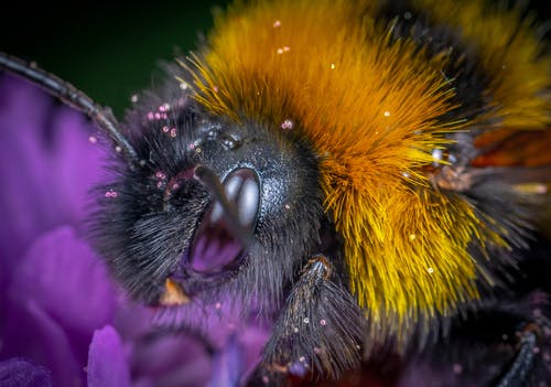 黄色和黑色蜜蜂在紫色的小花 · 免费素材图片