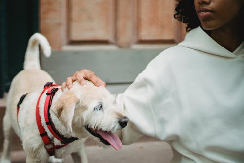 在大街上的非洲裔美国女性抚摸狗 · 免费素材图片