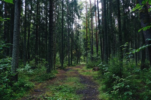 有关天性, 爱沙尼亚, 森林的免费素材图片