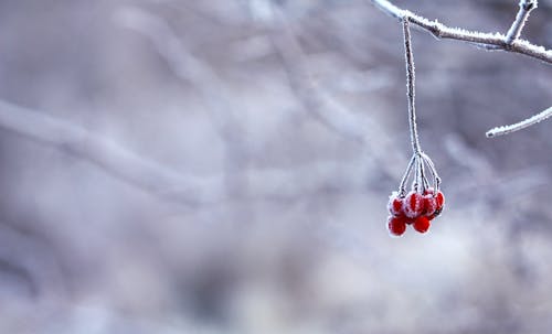 红色水果交上树枝选择性彩色摄影 · 免费素材图片