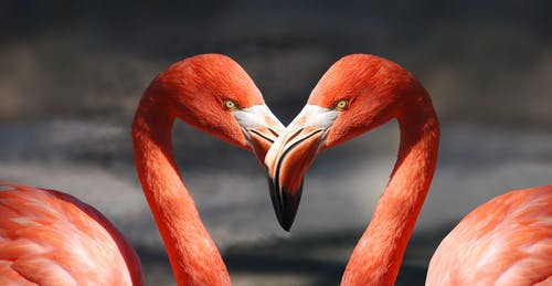 两个红火烈鸟 · 免费素材图片