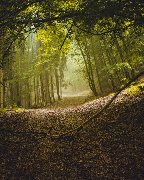 有关垂直拍摄, 天性, 枯叶的免费素材图片