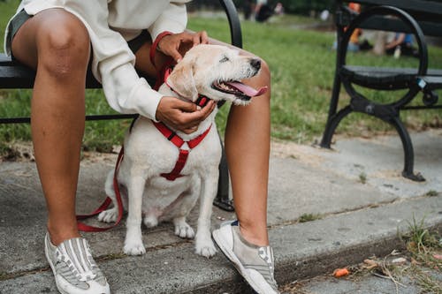 在公园作物族裔女人抚摸狗 · 免费素材图片