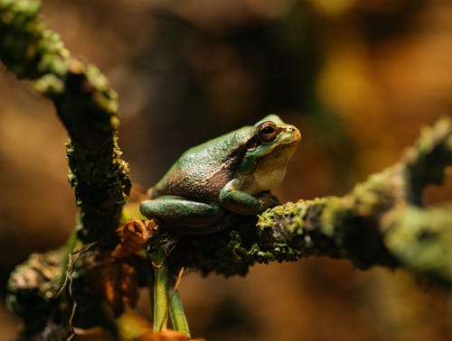 一只青蛙的特写摄影 · 免费素材图片