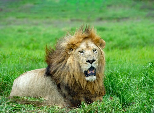 狮子躺在草地上 · 免费素材图片